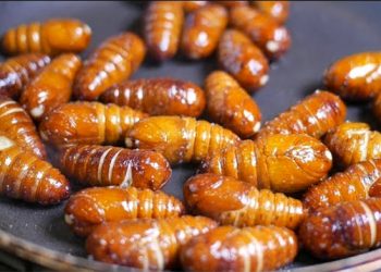 Steamed Silkworm Pupae