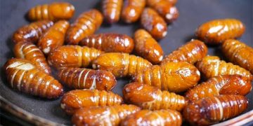 Steamed Silkworm Pupae