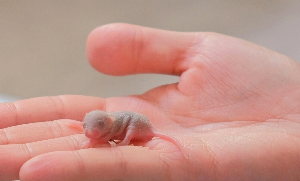 Live Baby Mice (Three Squeaks)