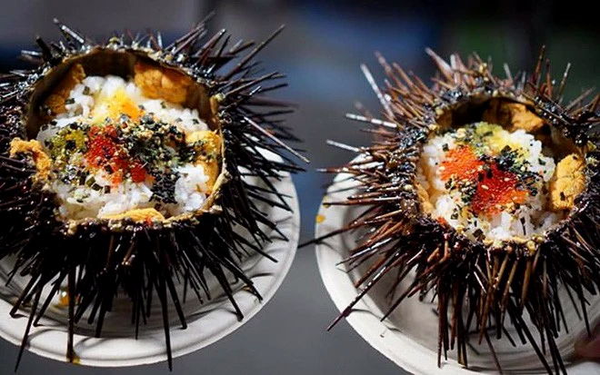 Sea Urchin