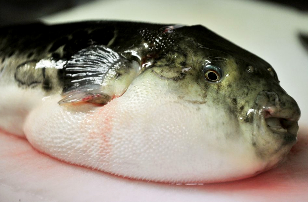 Fugu