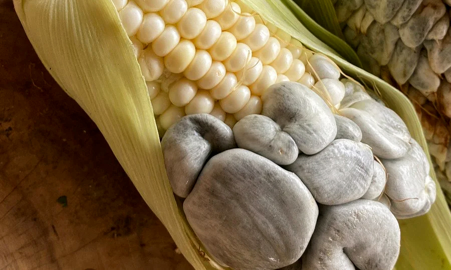 Huitlacoche