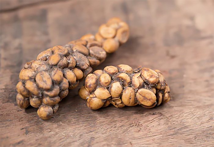 Kopi Luwak